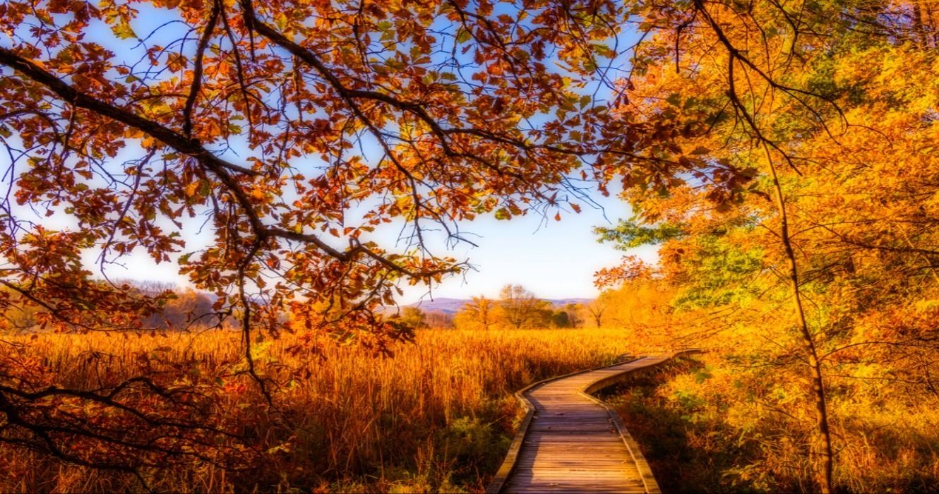 Autumn colors and fall foliage on the boardwalk along the Stairway to Heaven Trail in Wawayanda State Park via the Appalachian Trail  near Vernon, New Jersey, USA