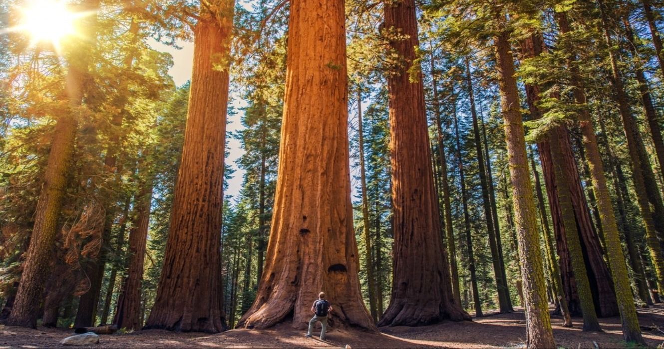 Giant Sequoias in the Sequoia tree and Redwood forests of Redwood National and State Parks, California, USA