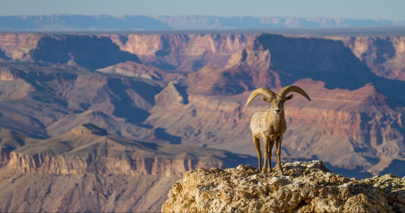 A Desert Big Horn Ram Sheep at the Grand Canyon in Grand Canyon National Park, Arizona, USA