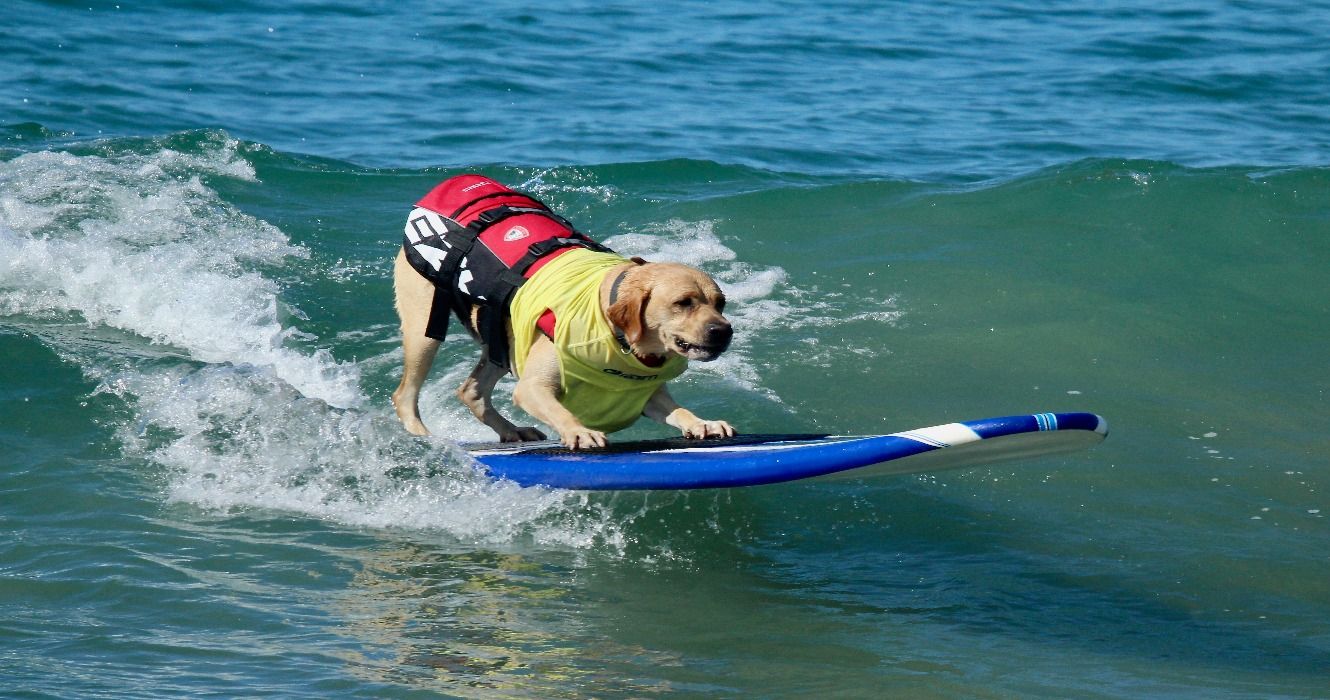 A golden yellow labrador dog on a surf board surfing the waves in the ocean at the Surf City Surf Dog Surfing Competition, Huntington Beach, CA, California, USA