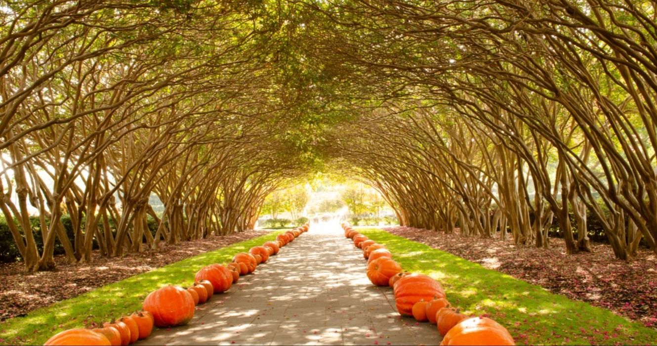 Pumpkins along a path at the Dallas Arboretum and Botanical Garden, Dallas, Texas, USA