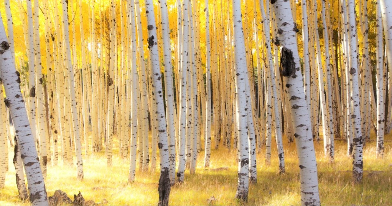 Aspen trees and fall colors in the autumn season in the mountains of Flagstaff, Arizona, USA