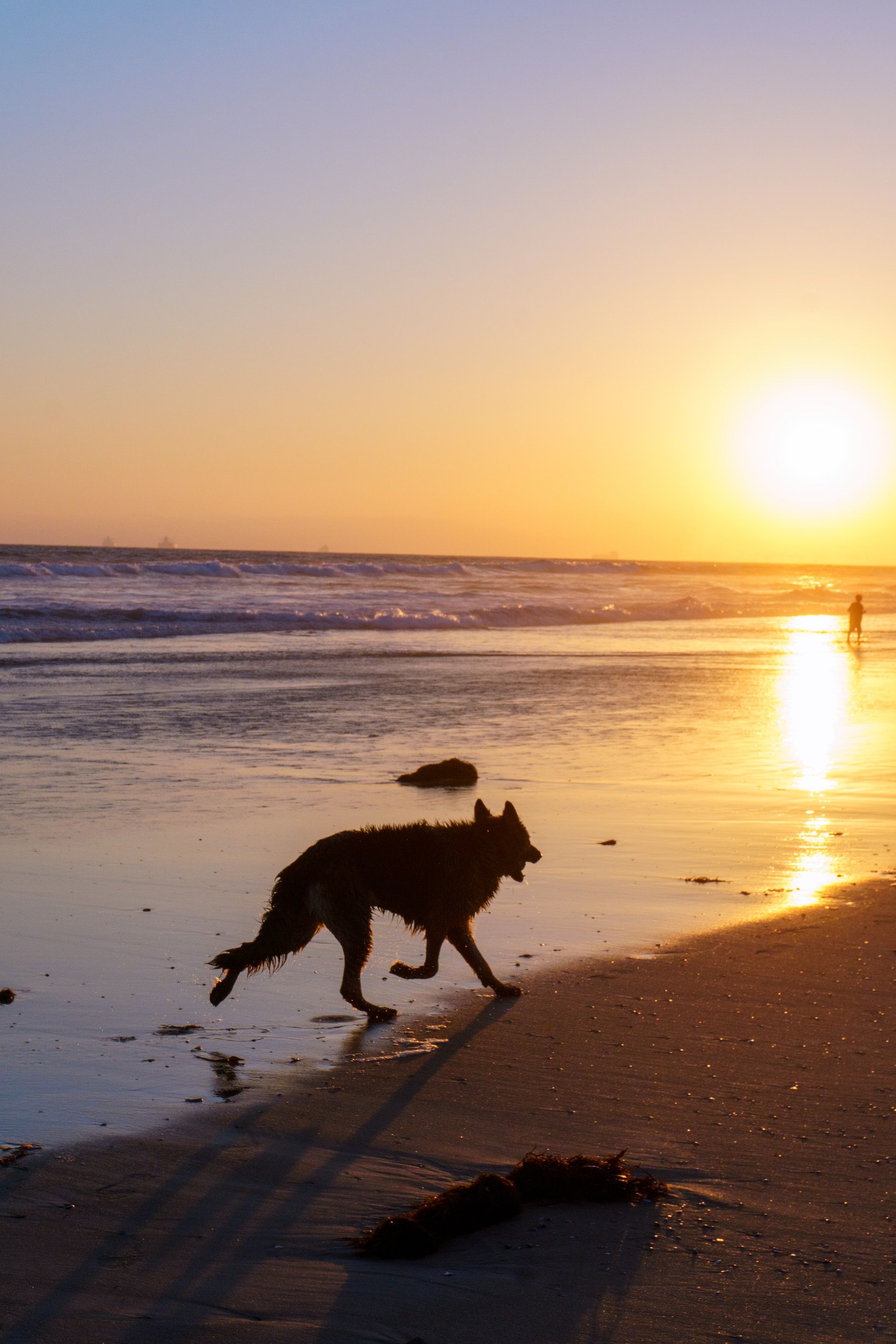 Dog running on the beach during sunset, Huntington Beach, California, USA
