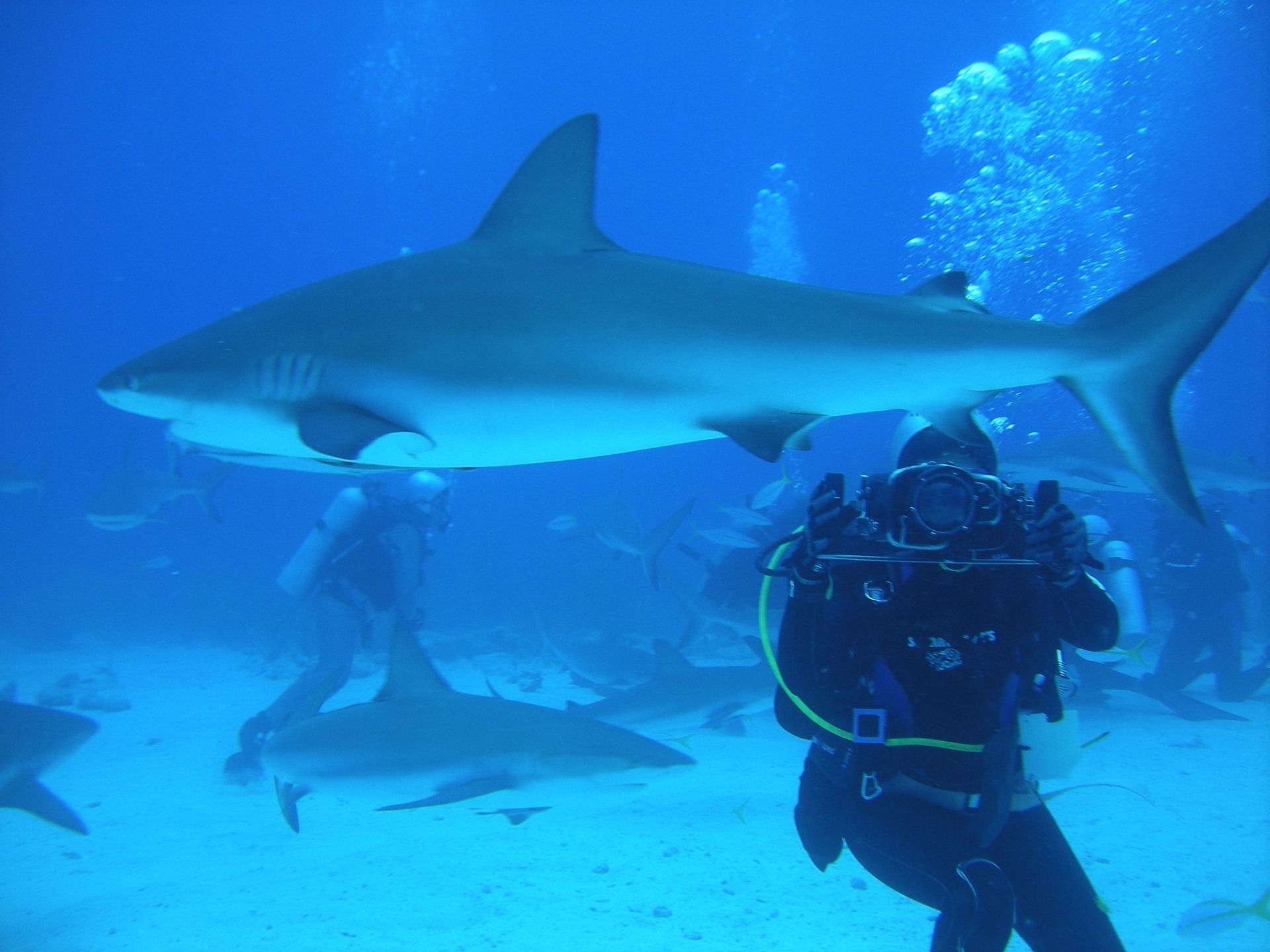 Scuba Diving with sharks in Nassau, Bahamas