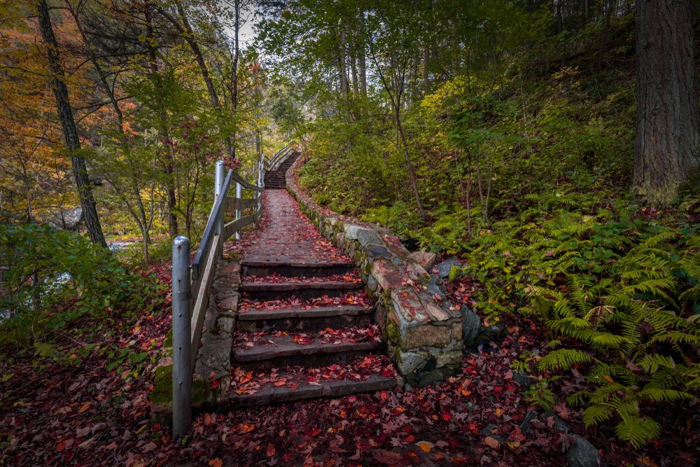 Climbing steps in the woods