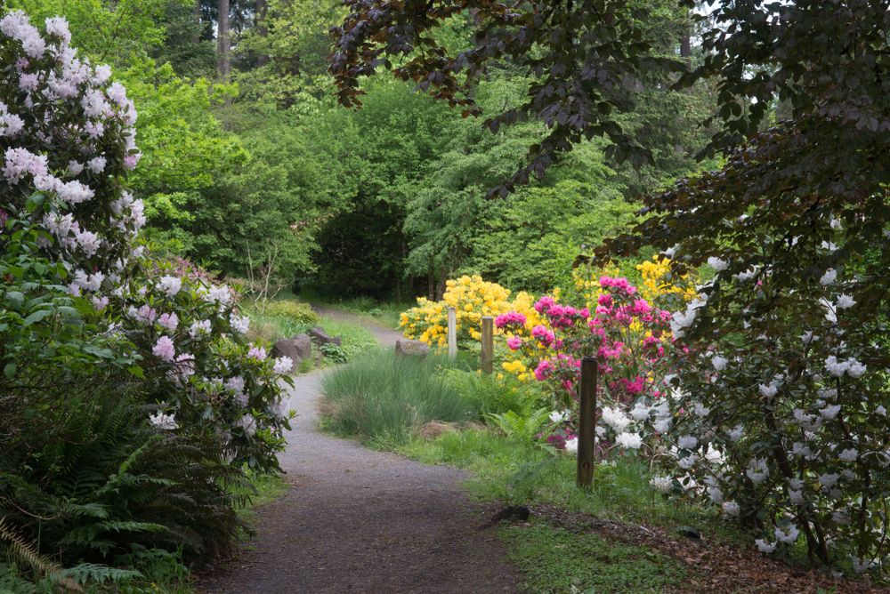 A walkway in Hendricks Park, Eugene, Oregon