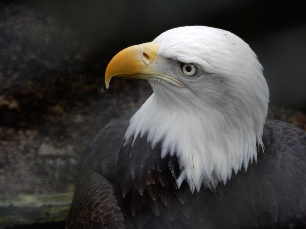 An eagle at the Cascades Raptor Center in Eugene, Oregon