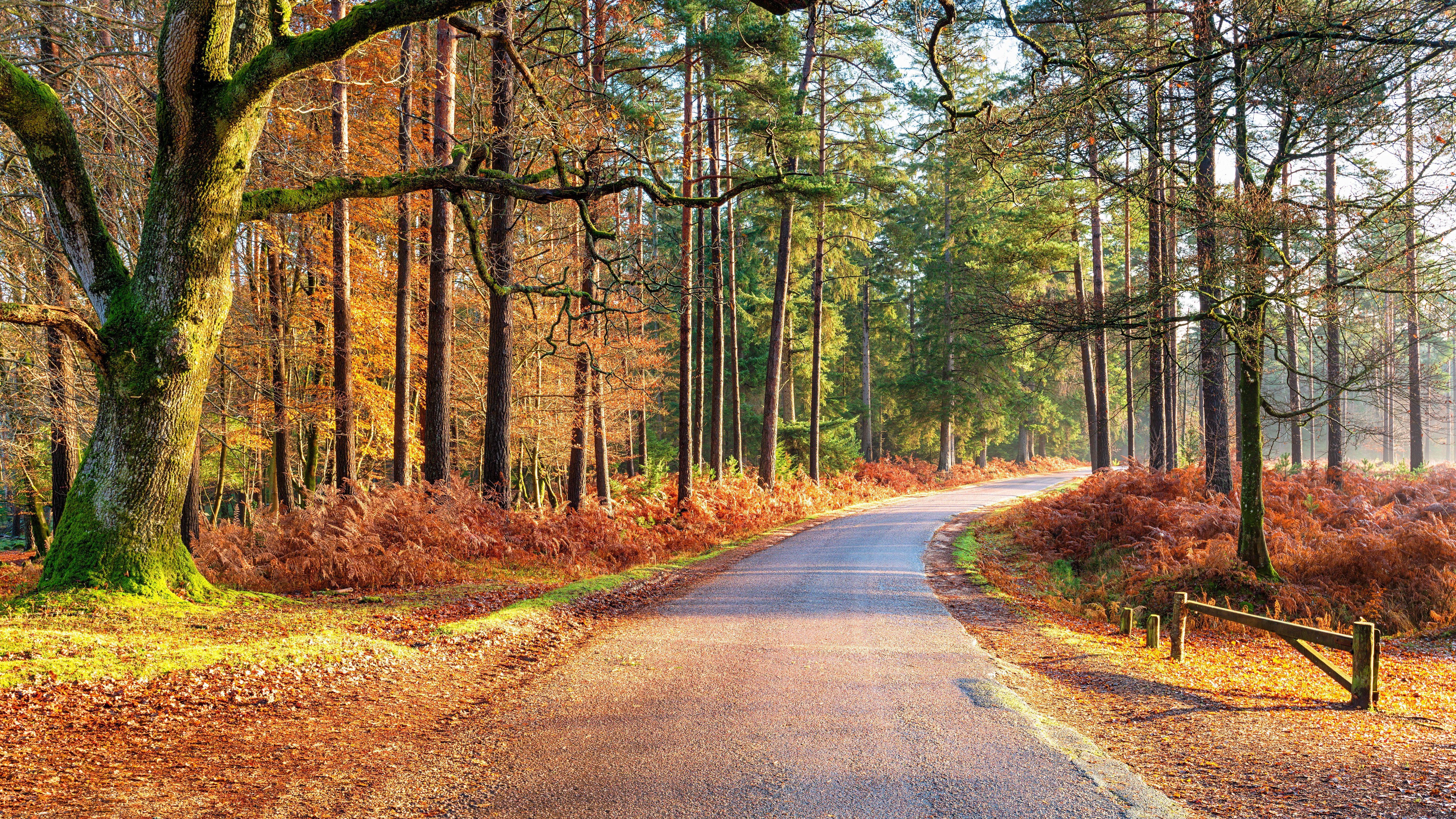 Autumn in New Forest National Park 