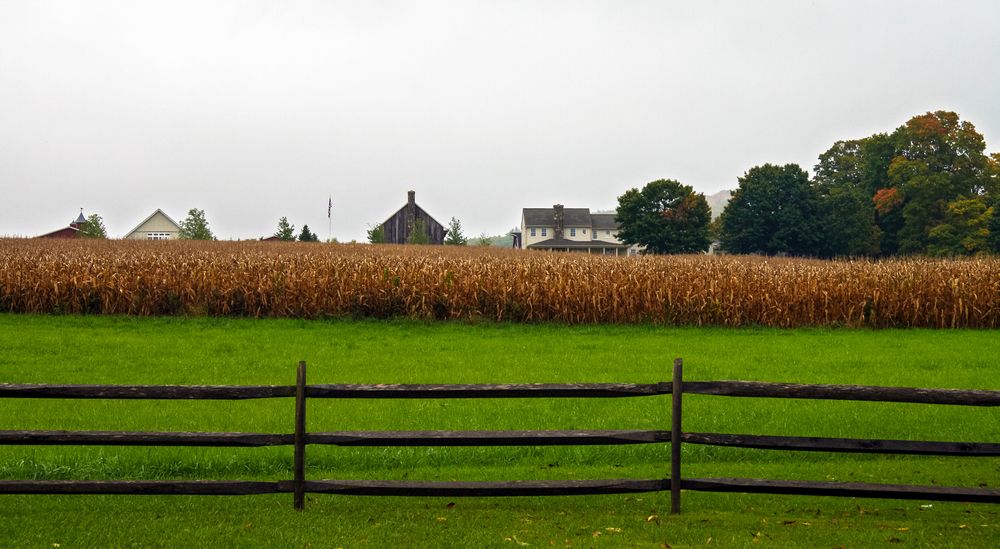 Corn fields in autumn