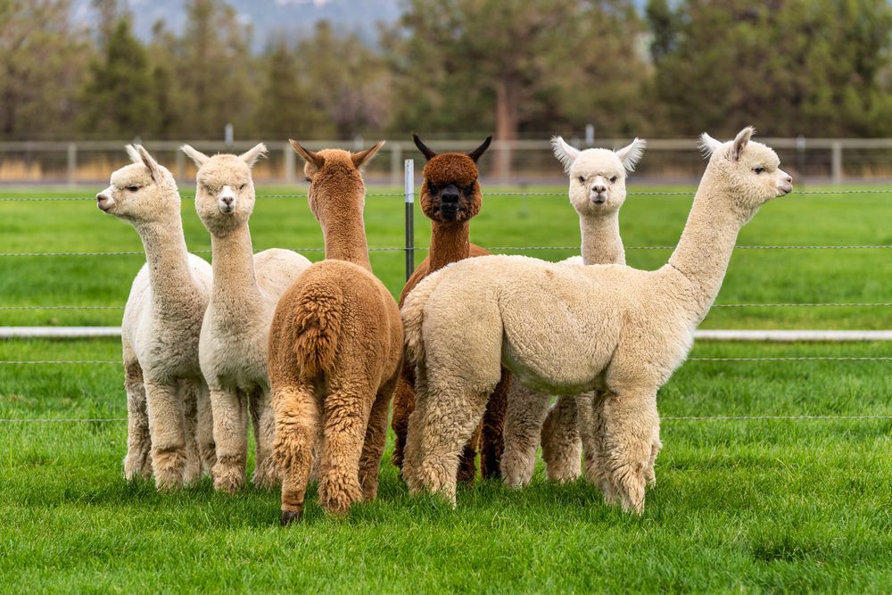 alpacas on a ranch