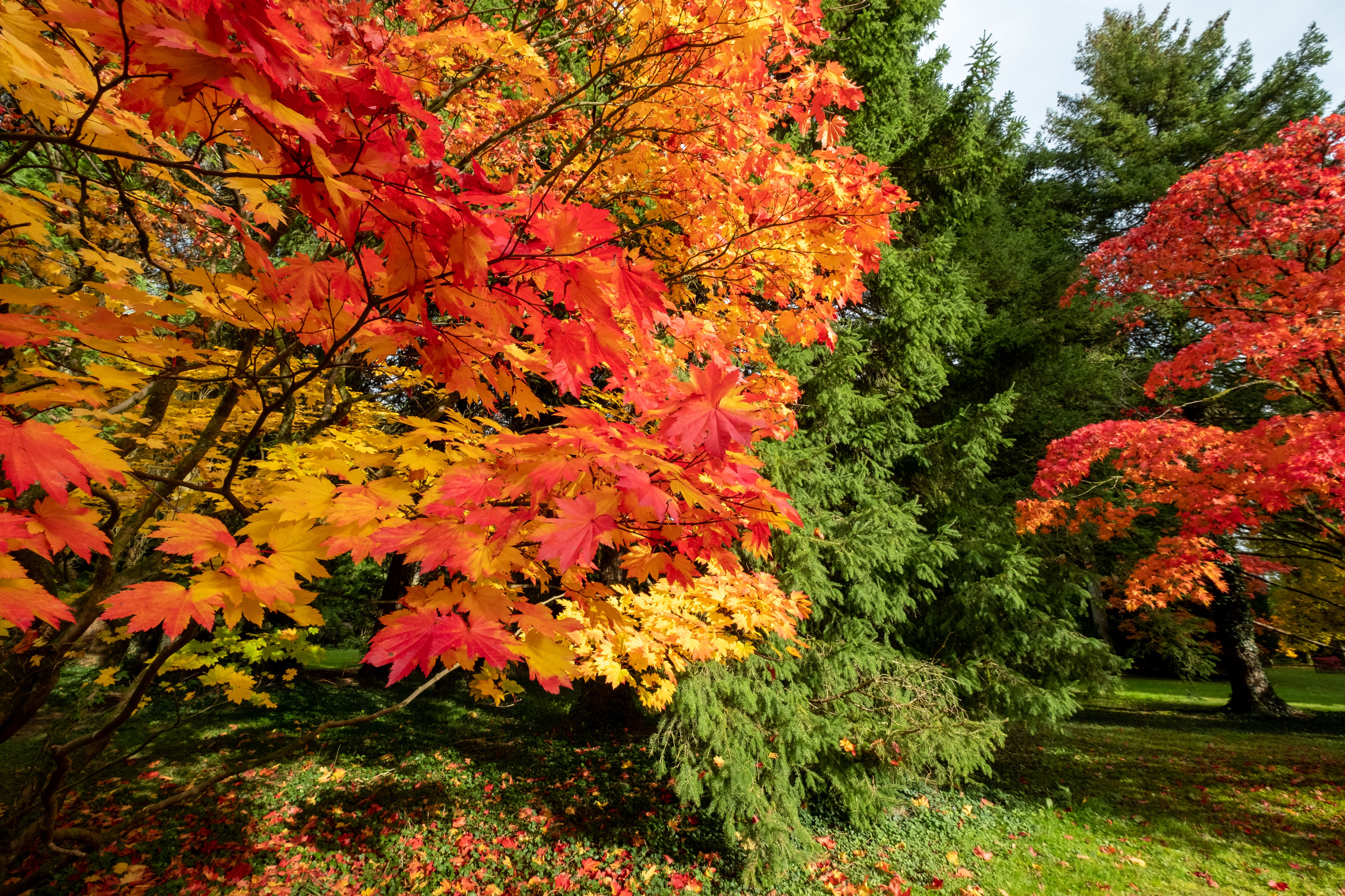 Acer and maple trees in a blaze of autumn colour, photographed at Westonbirt Arboretum, Gloucestershire, UK.