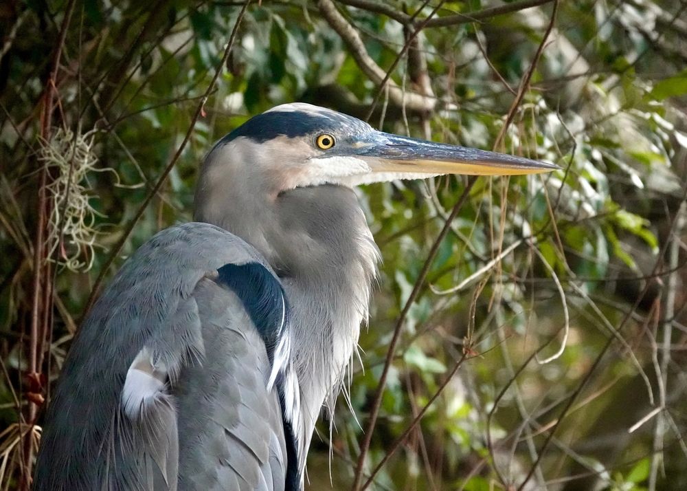 Great blue heron close-up portrait at Sea Pines Preserves