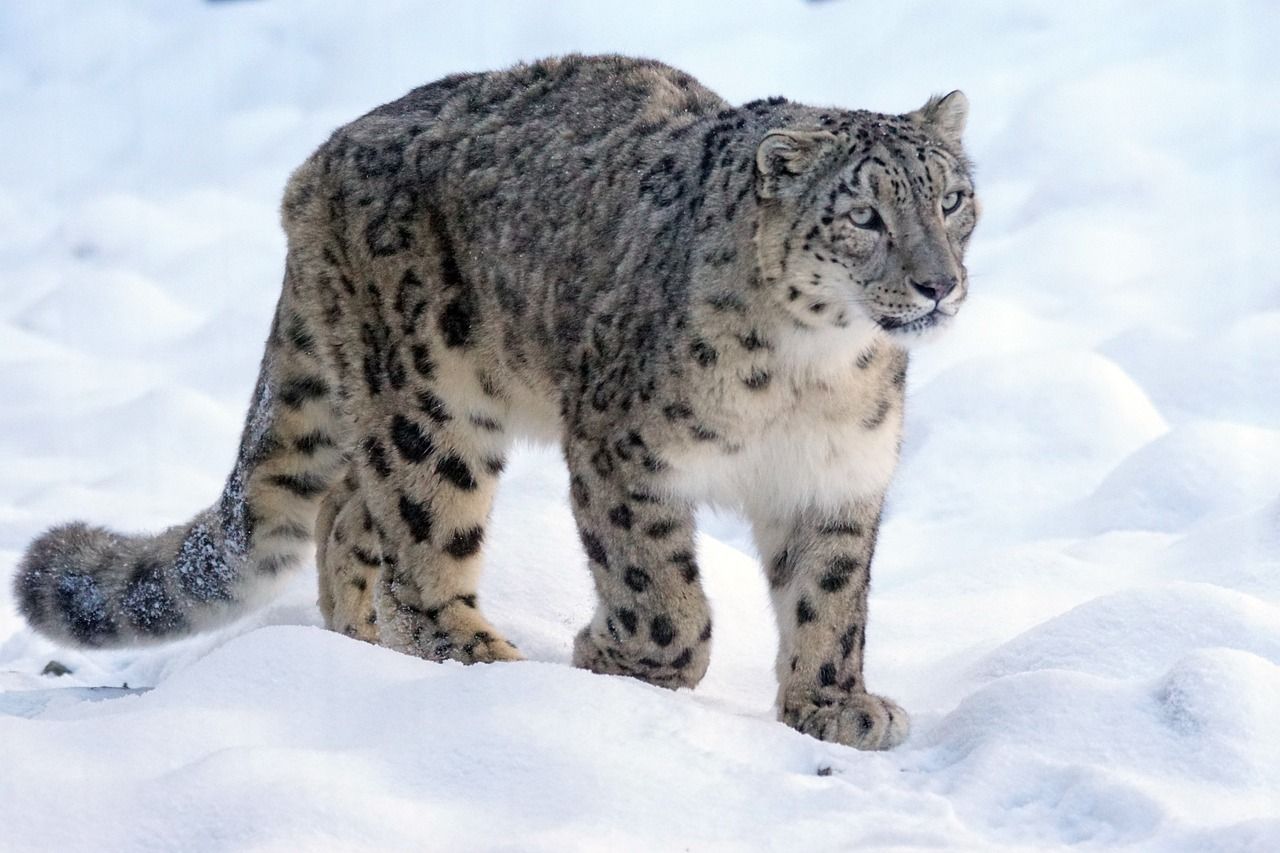 Snow Leopard in the snow