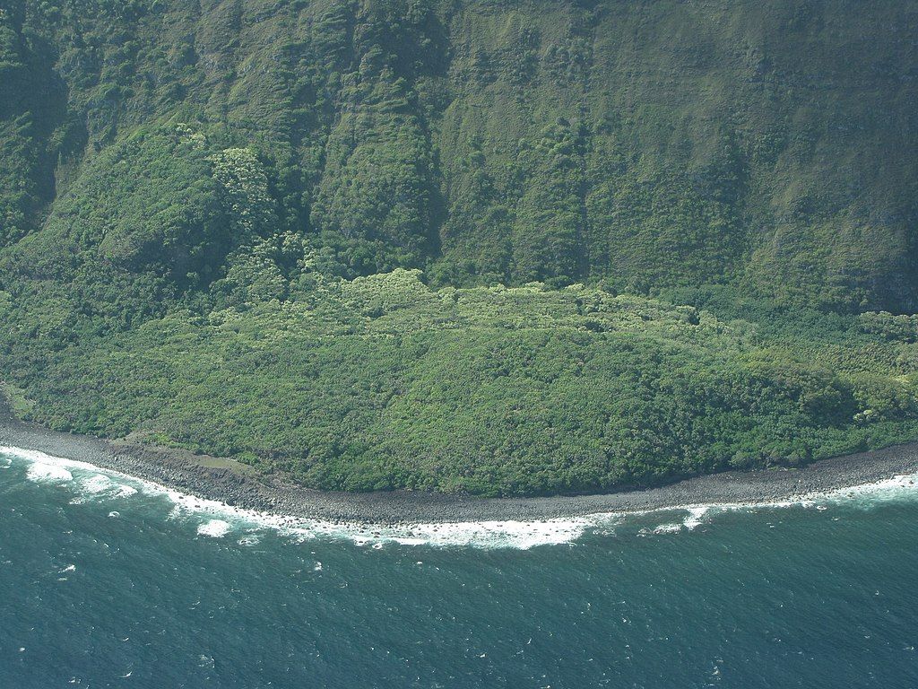 Starr 120702 7766 Aleurites Moluccana Habitat Aerial Landslide Kikipua Point North Shore Molokai 24559112123 