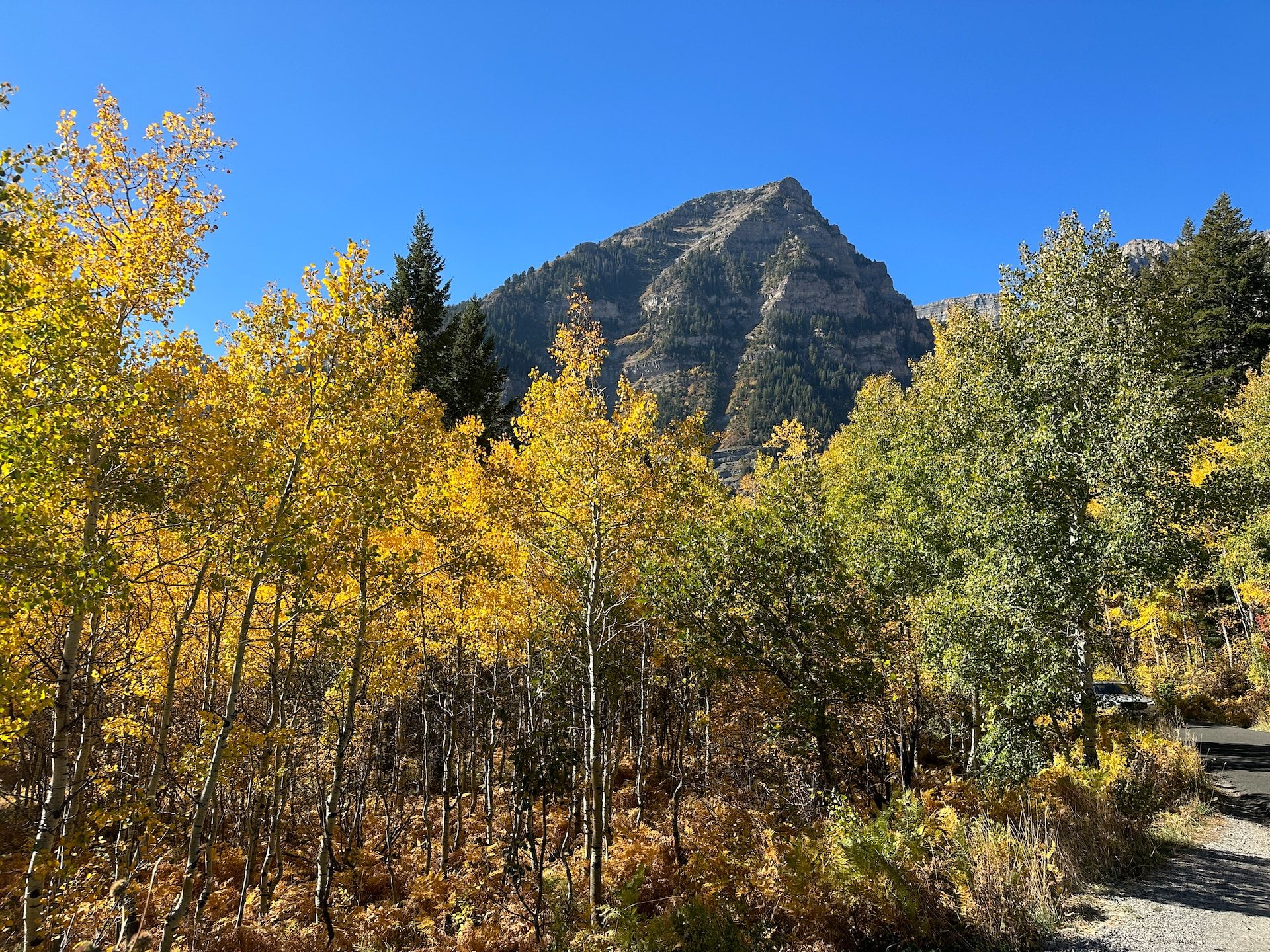 Aspen Trees turning color in the Uinta-Wasatch-Cache National Forest, Utah