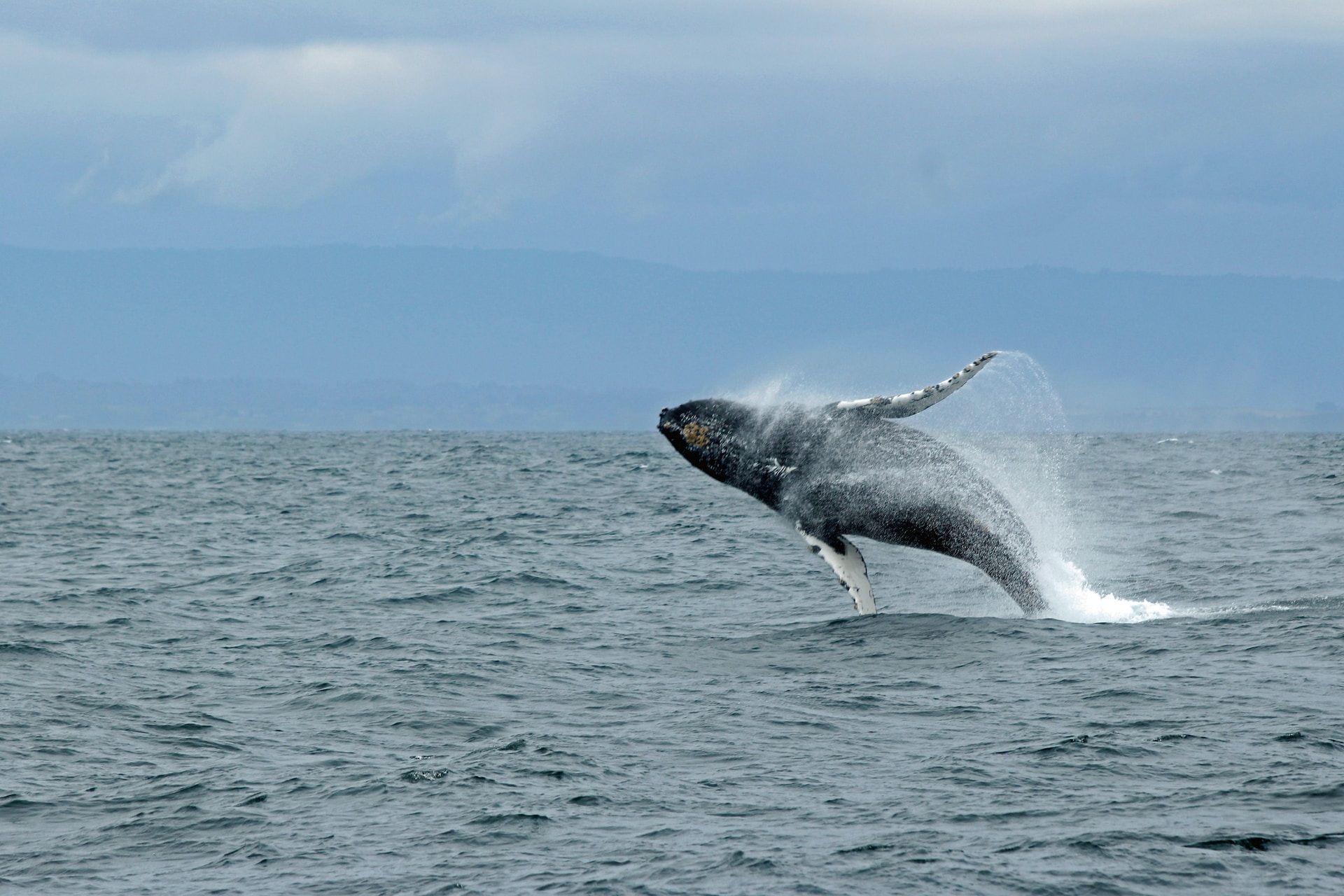 View of a whale breaching in Monterey Bay 