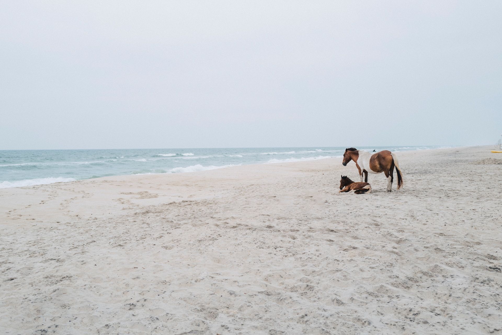 Horses on a beach in Assateague Island National Seashore