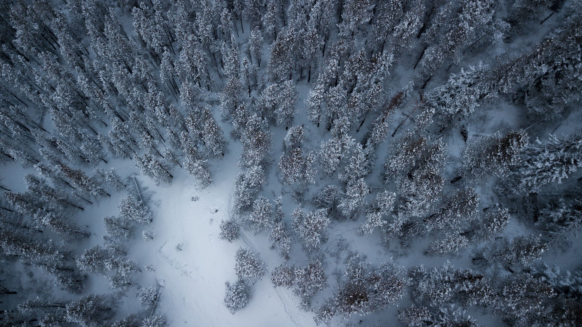 Aerial view of trees with snow in Bragg Creek AB Canada