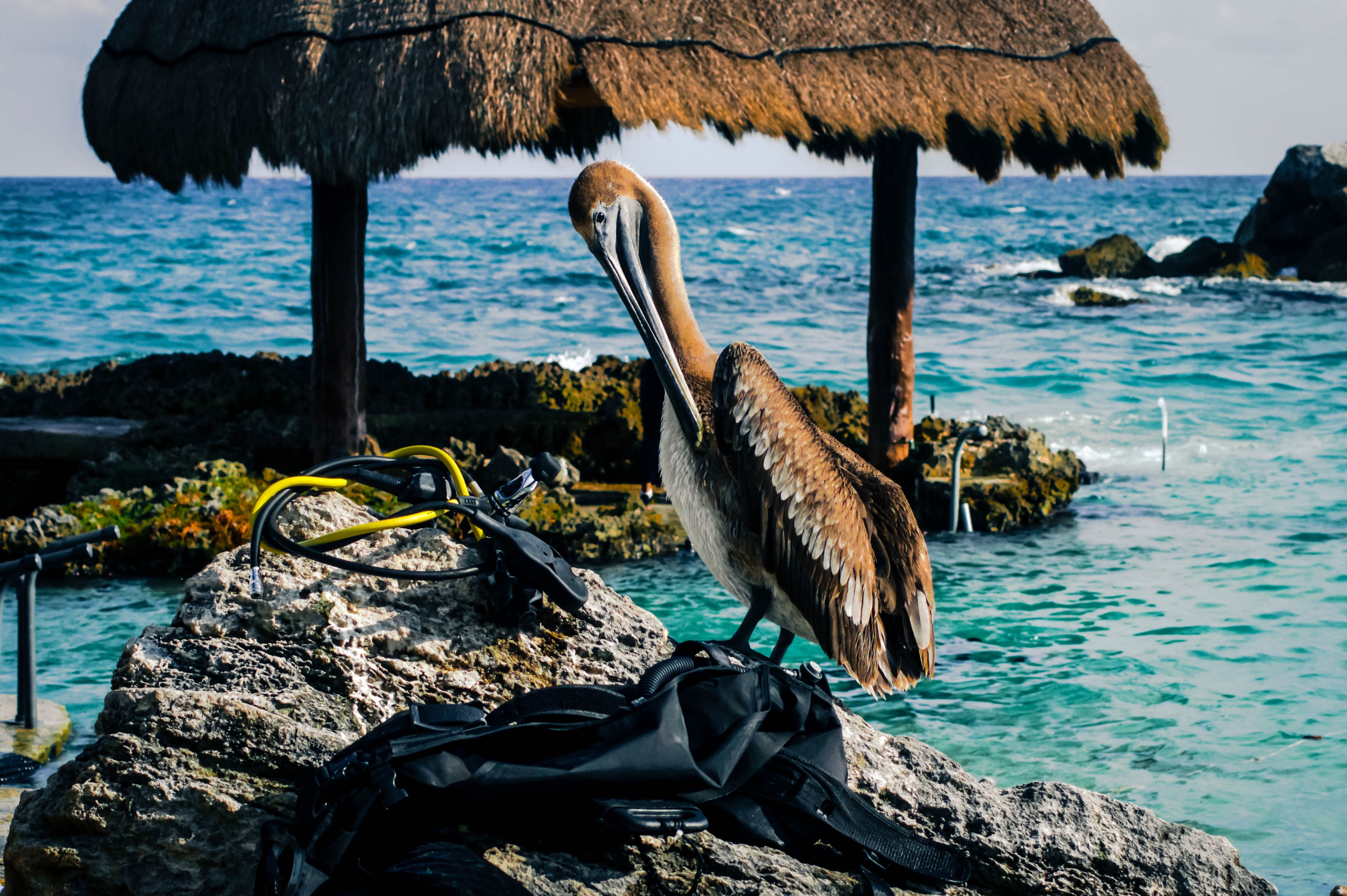 Pelican Diver in Cancun , Mexico