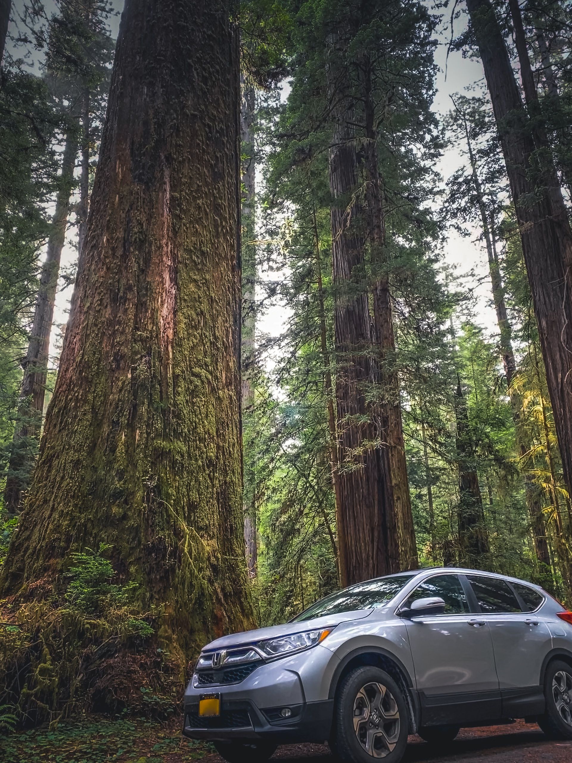 A car parked next to giant trees at Avenue of the Giants, Northern California