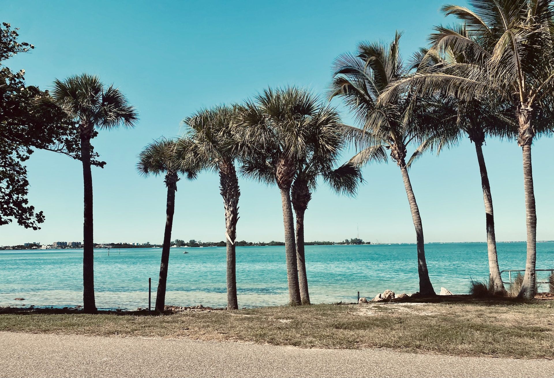 Beachside Palm Trees in Tampa, Florida