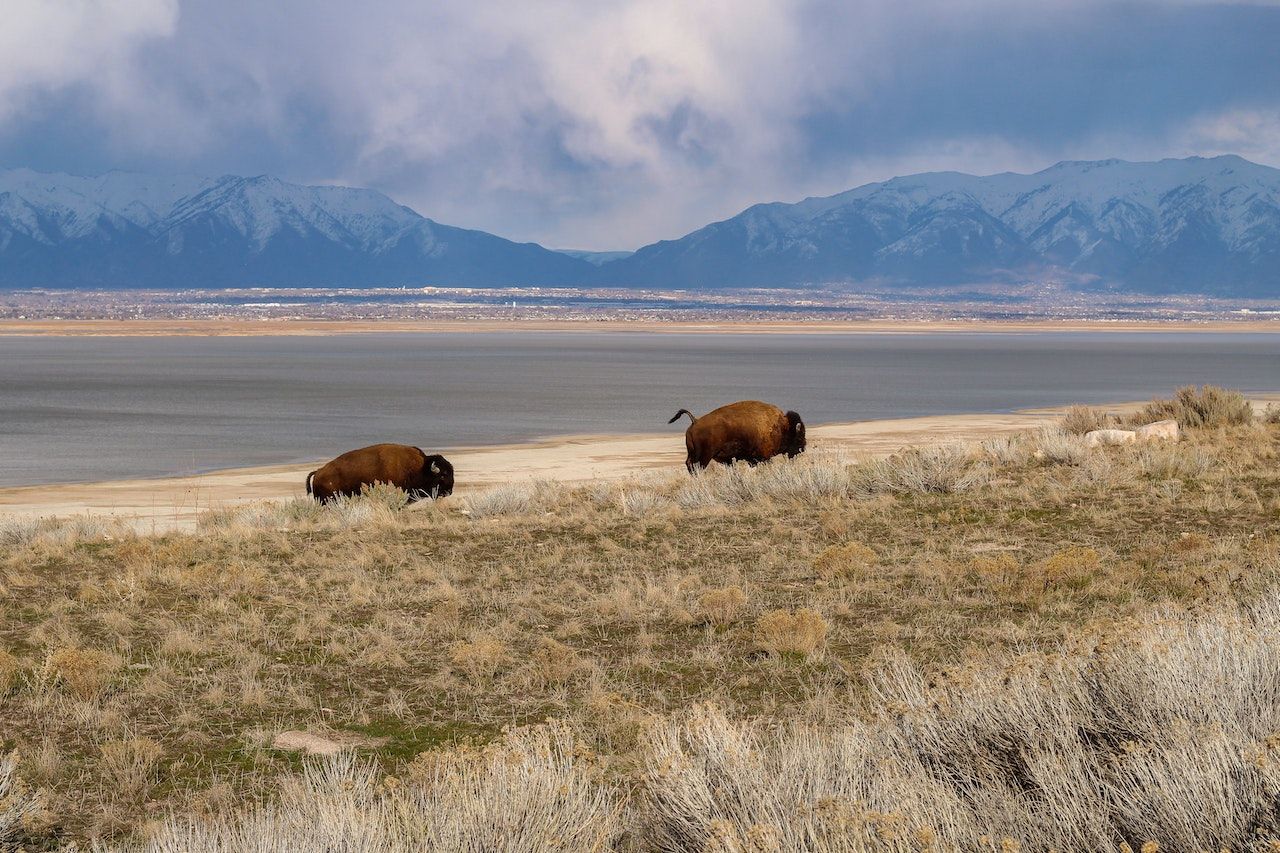 Wind Cave National Park: Discover Two Parks In One