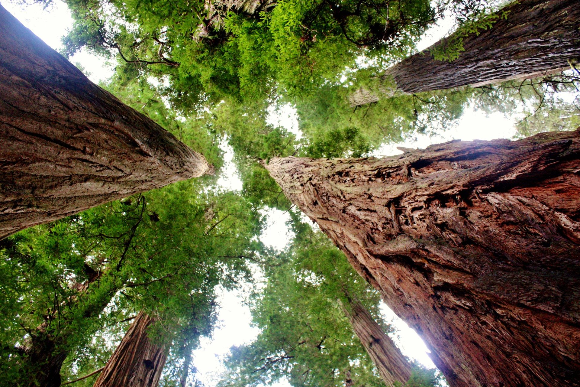 Photo looking up at the endlessly tall Coastal Redwoods