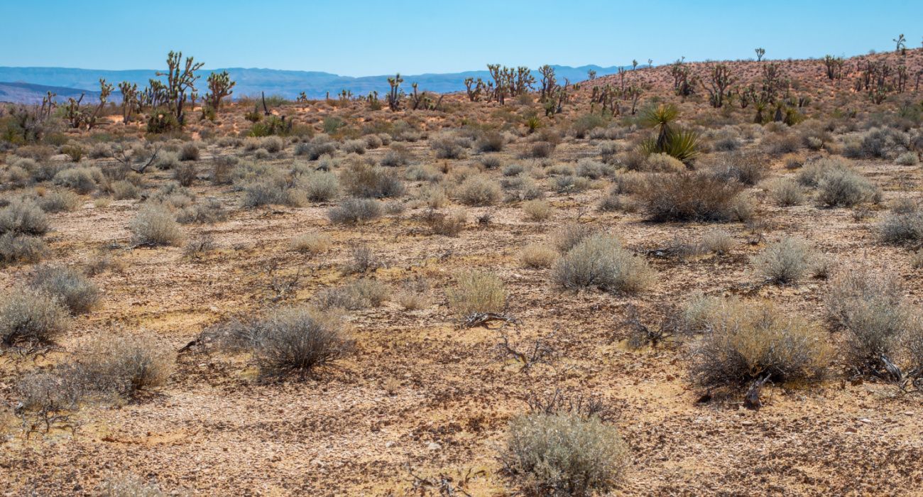 See Biological Soil Crust In Utah's National Parks: Living Soils Are ...