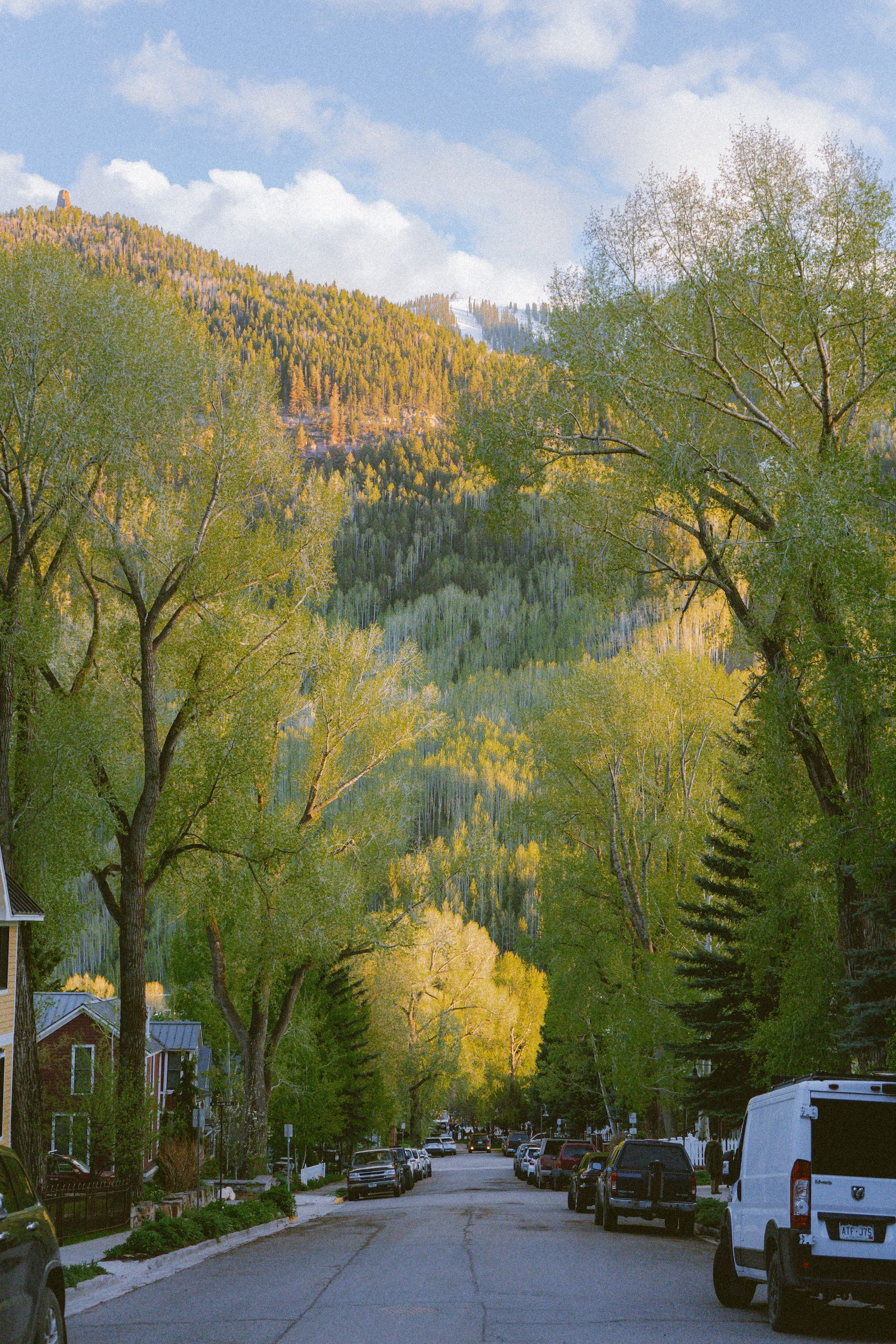 Trees lining a street in Telluride, Colorado