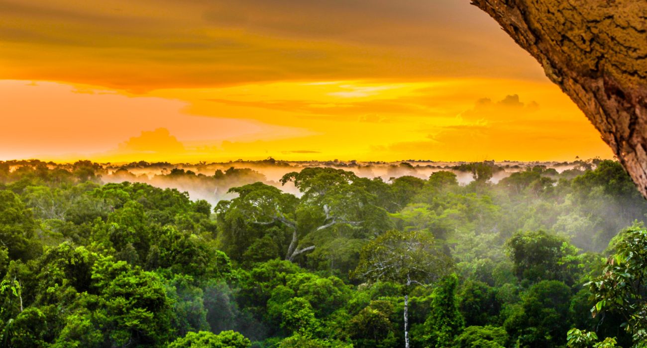Evening in the Amazon Rainforest