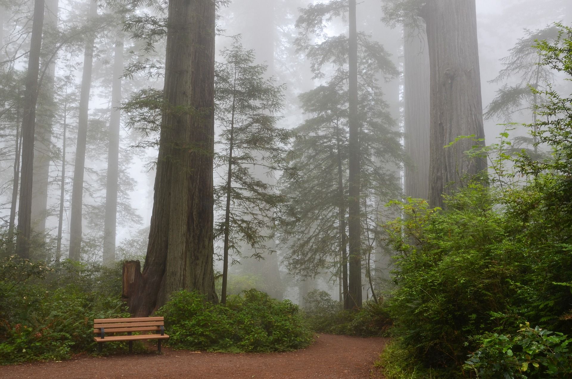 An empty bench amidst redwoods and mist at the Lady Bird Johnson Grove, California