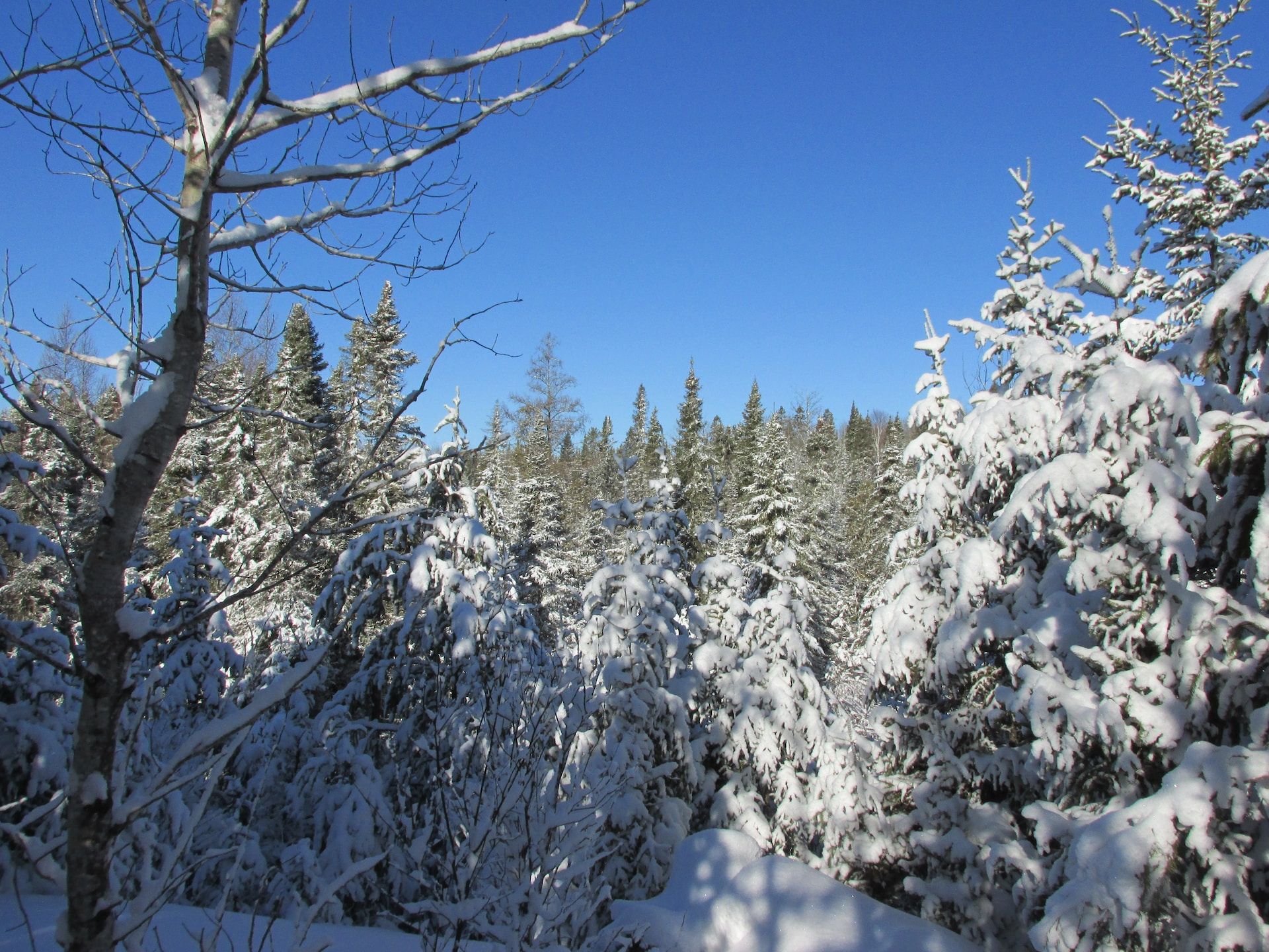 Trees covered with snow in Voyageurs National Park, Minnesota