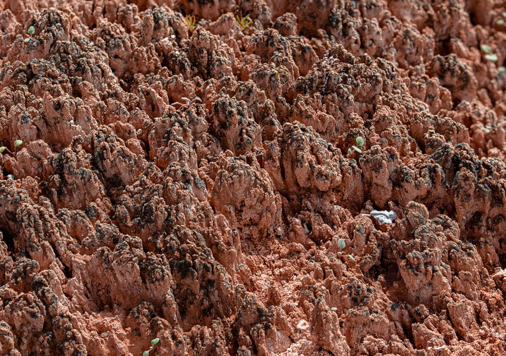 See Biological Soil Crust In Utah's National Parks: Living Soils Are One Of The Most Overlooked Attractions