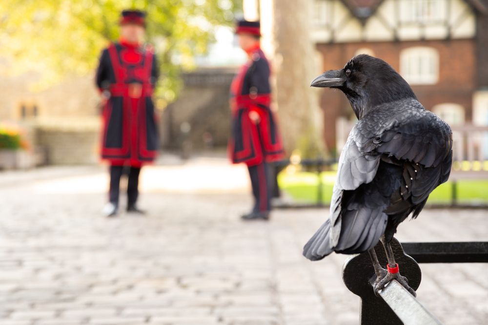 Raven at the Tower of London