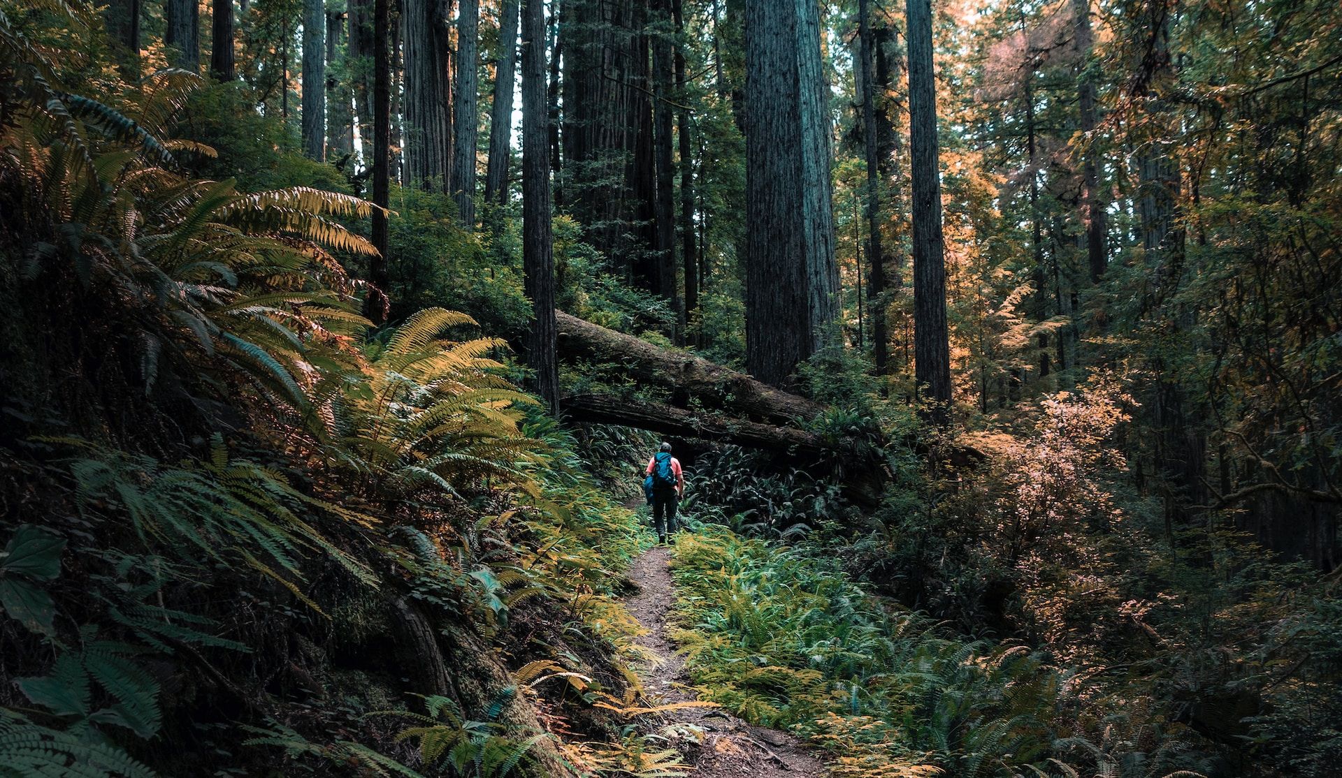 A solo hiker makes his way through the dense trees and foliage in the Redwood National Forest, California