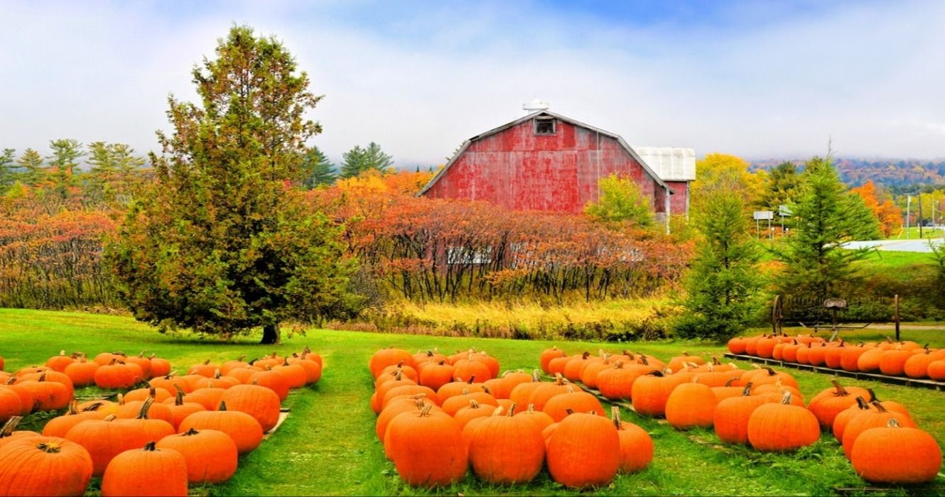 A pumpkin patch in front of a rustic old red barn and fall foliage in the autumn, Vermont, New England, USA