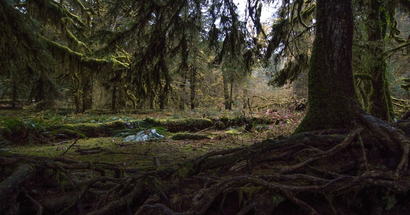 Hoh Rainforest in Olympic National Park, Upper Hoh Road, Forks, Washington, WA, USA