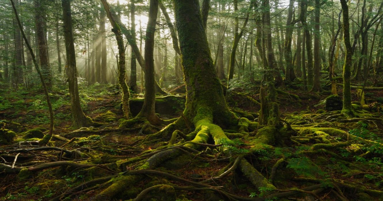 Trees and greenery in the haunted Aokigahara Forest at Mt.Fuji, Yamanashi, Japan