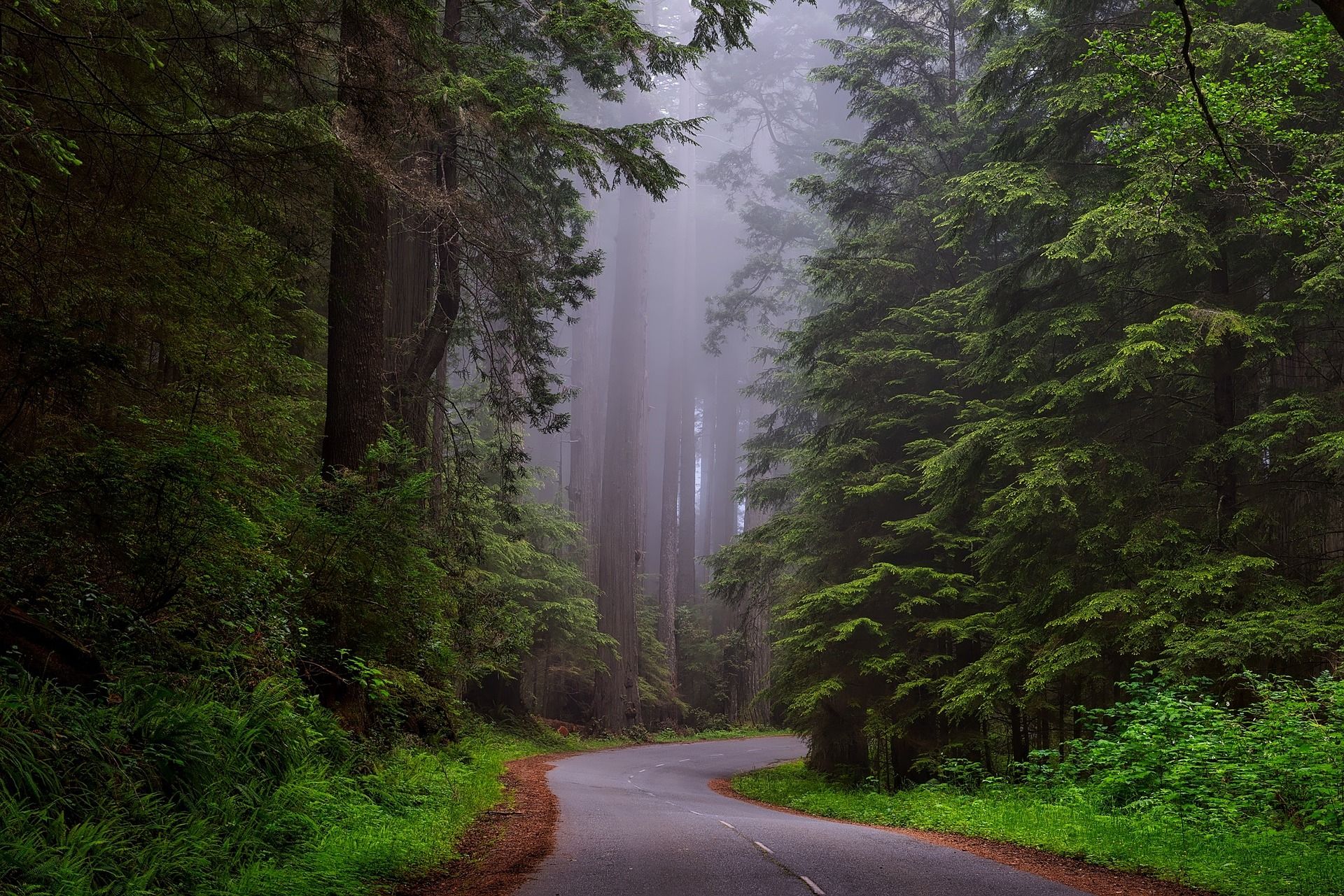 A road winds through the dense and foggy Redwood National Forest, California