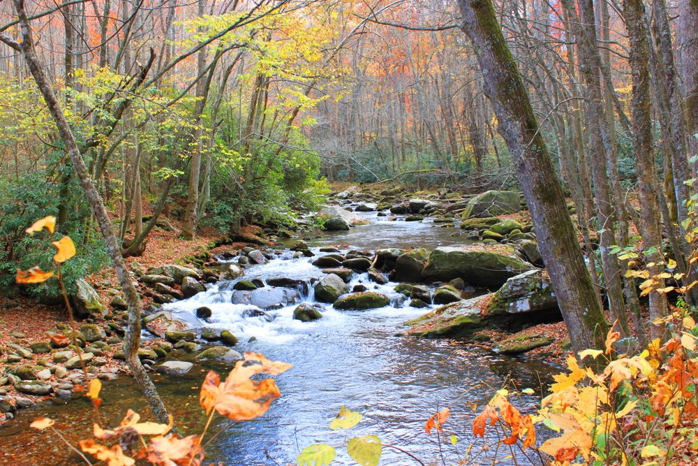 shutterstock_1166494444Autumn view of Little River from hiking trail near Elkmont in Smoky Mountains National Park