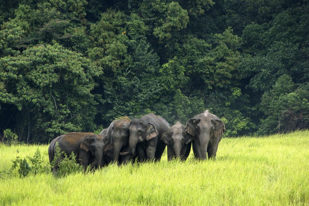 Elephants at Khao Yai National Park