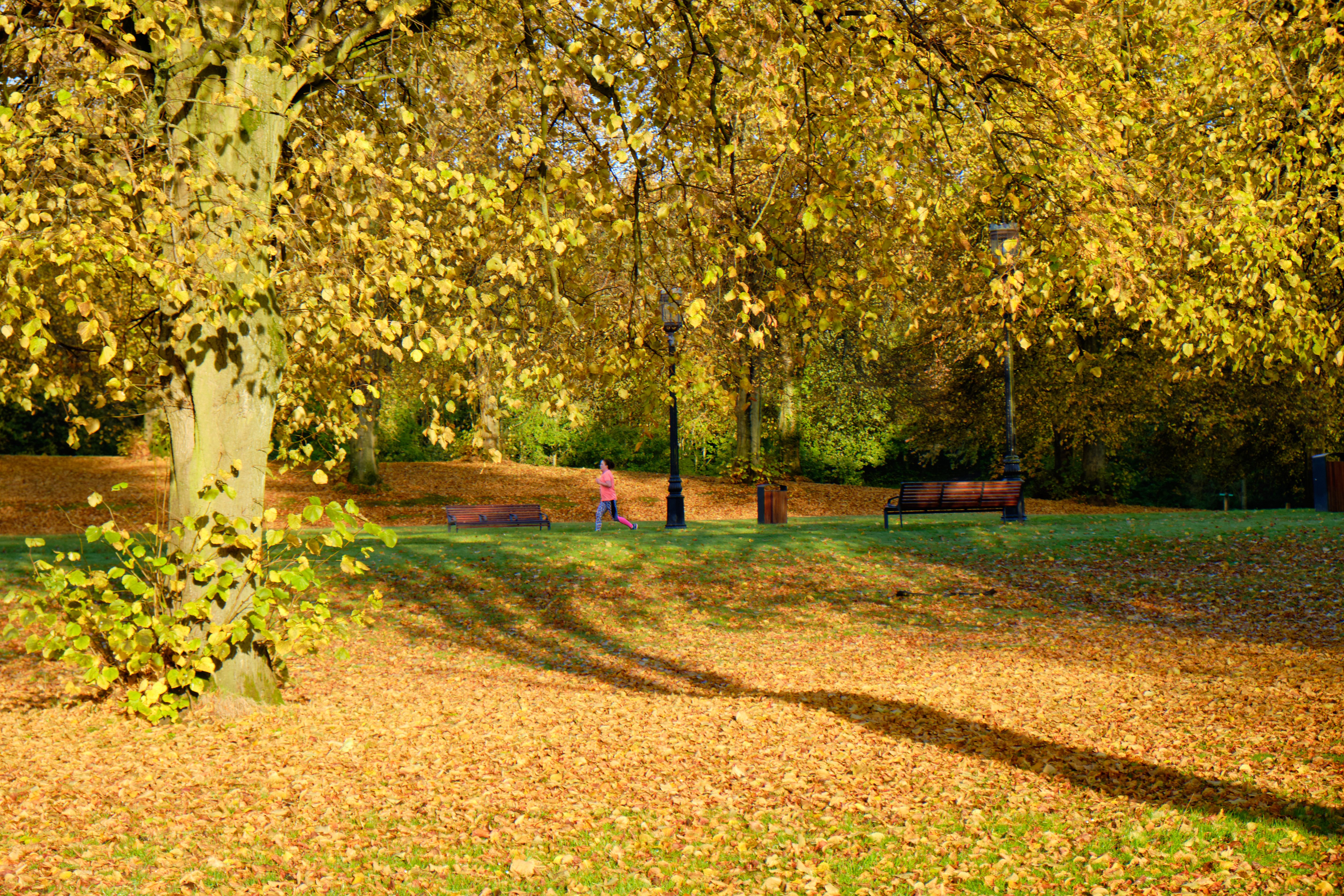 Autumn on the grounds of Stormont Estate, Northern Ireland, UK