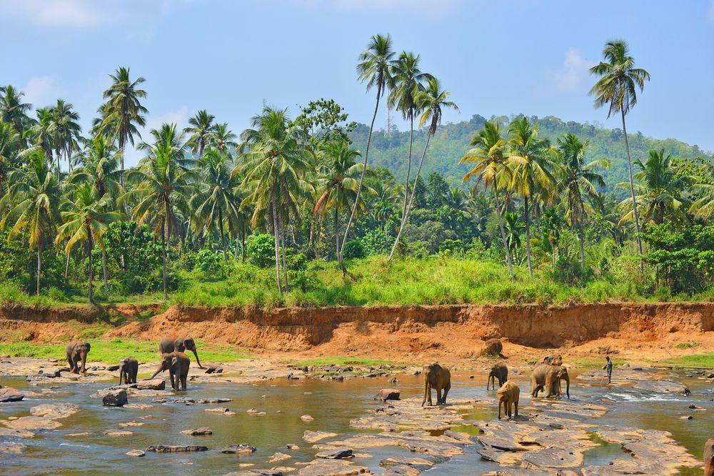 Elephants in Yala National Park in Sri Lanka