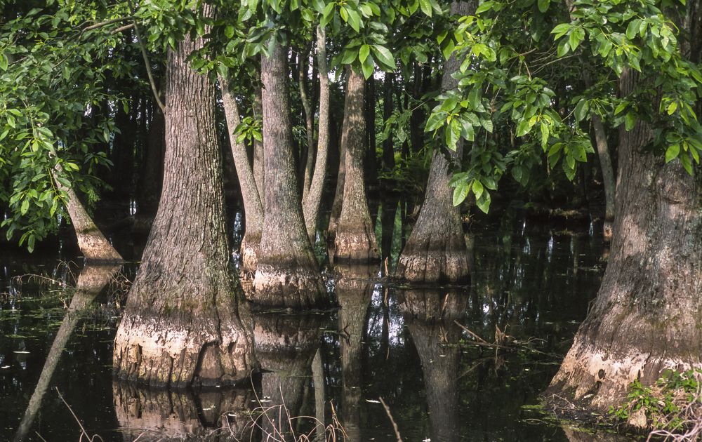 Cypress tree swamp, Greenwood, Mississippi