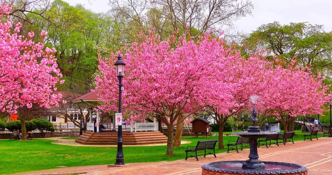 Trees in the park in Bellefonte, a small town in Pennsylvania
