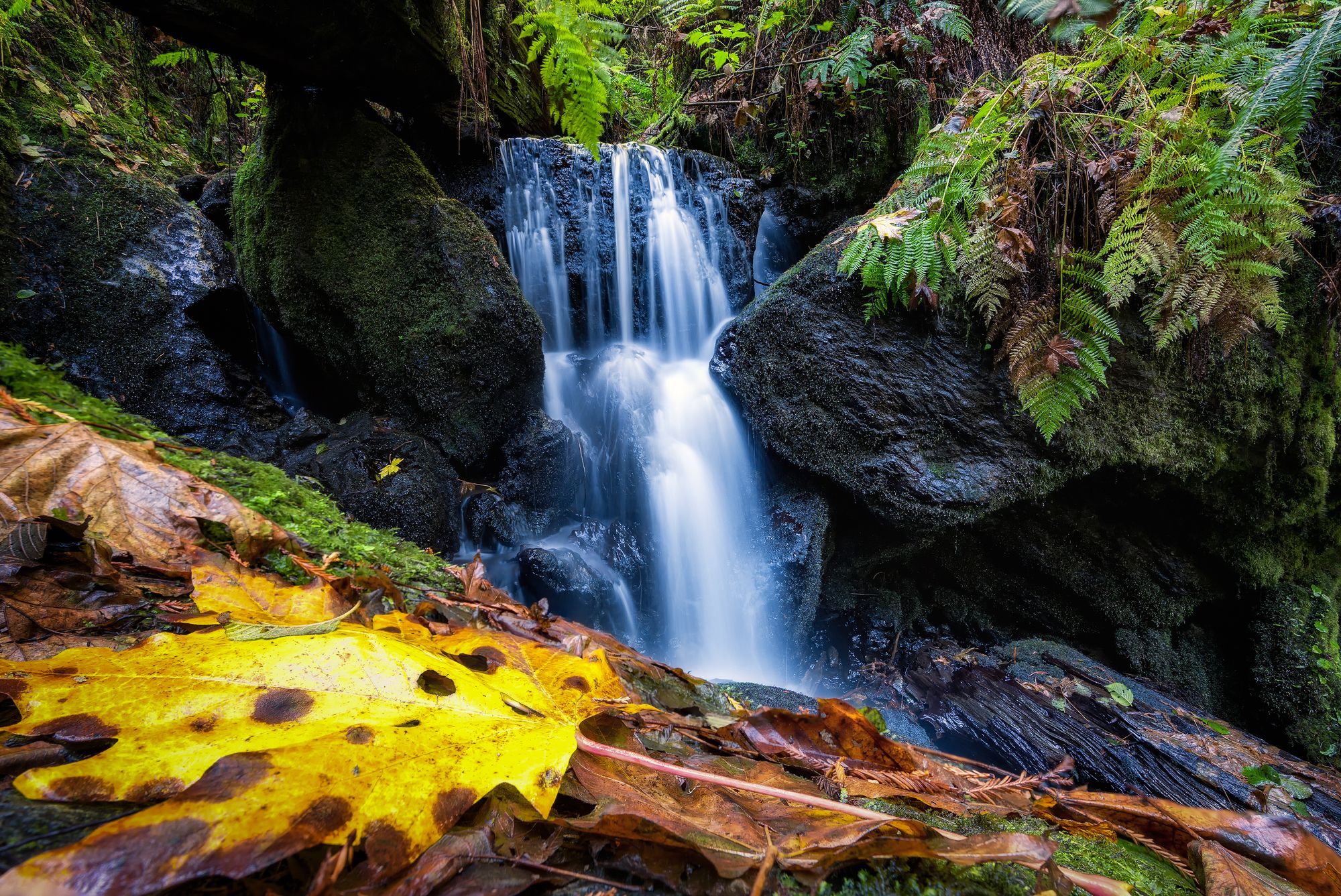 The lush Trillium Falls in near Redwood National Park, Northern California