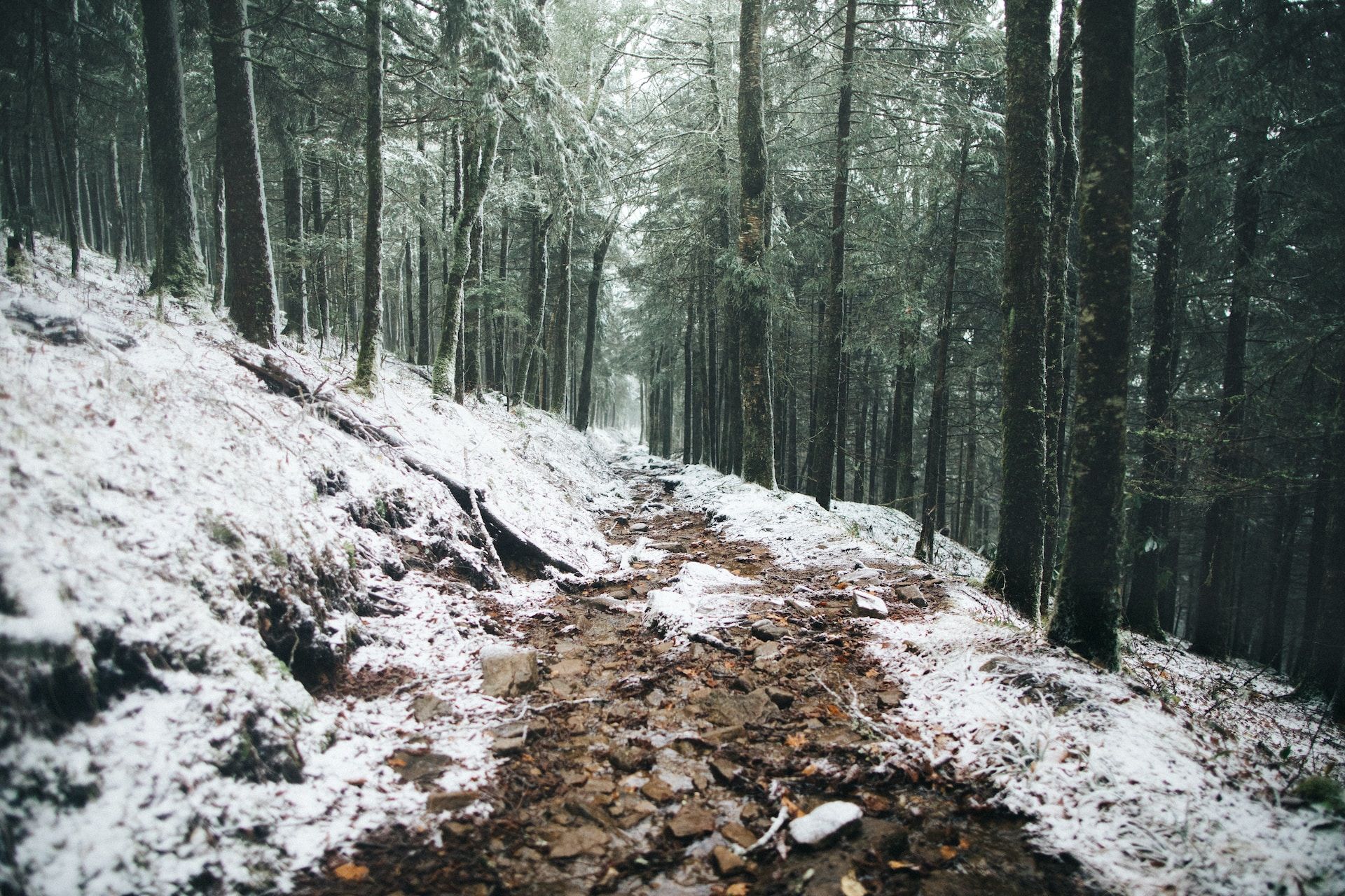 Snowy hiking trail in the Great Smoky Mountains National Park, USA