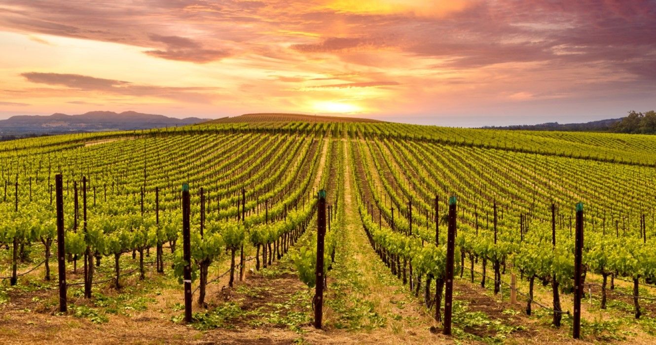 Beautiful Sunset Sky in Napa Valley Wine Country on Spring Vineyards, Mountains