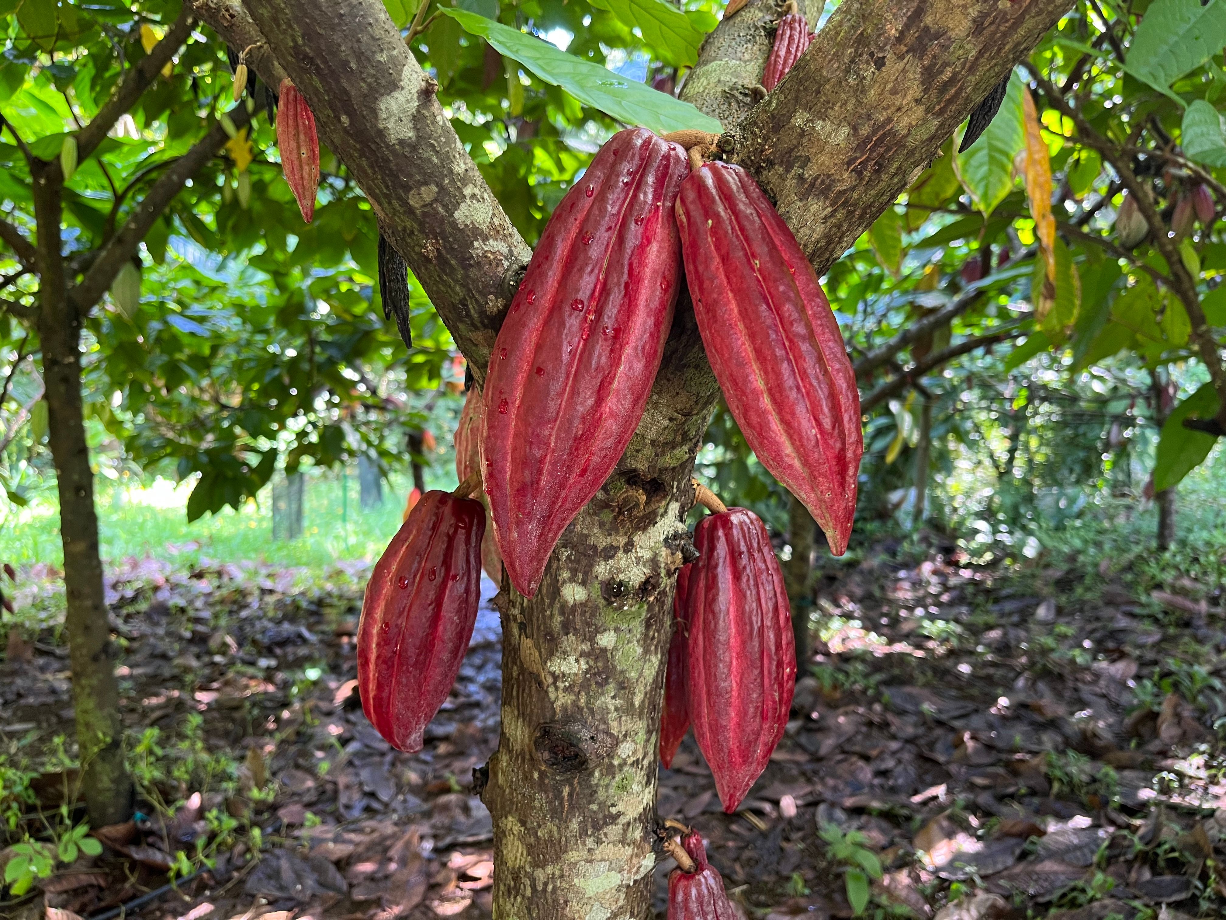 Cacao pods on a tree