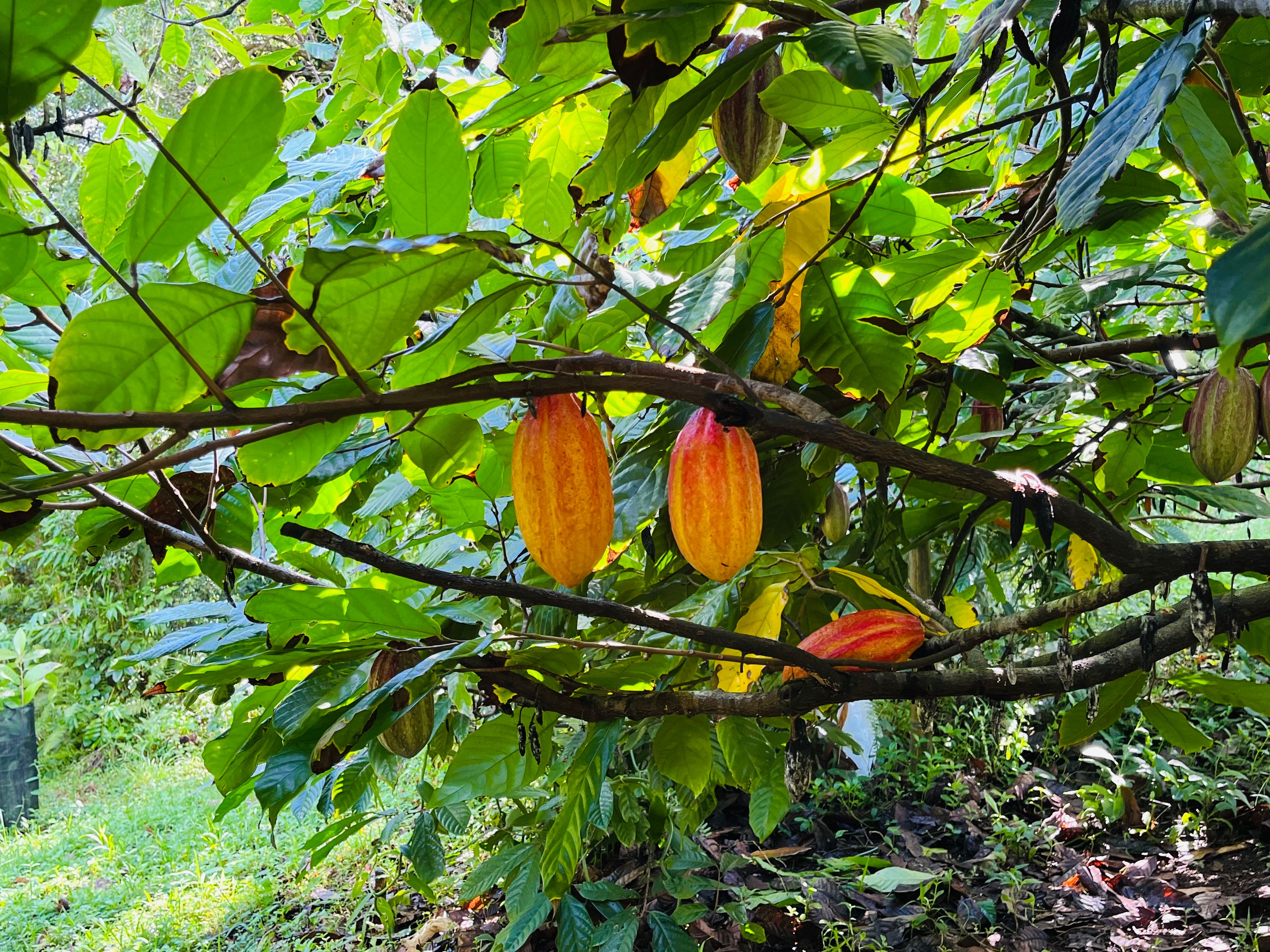 Yellow cacao pods 